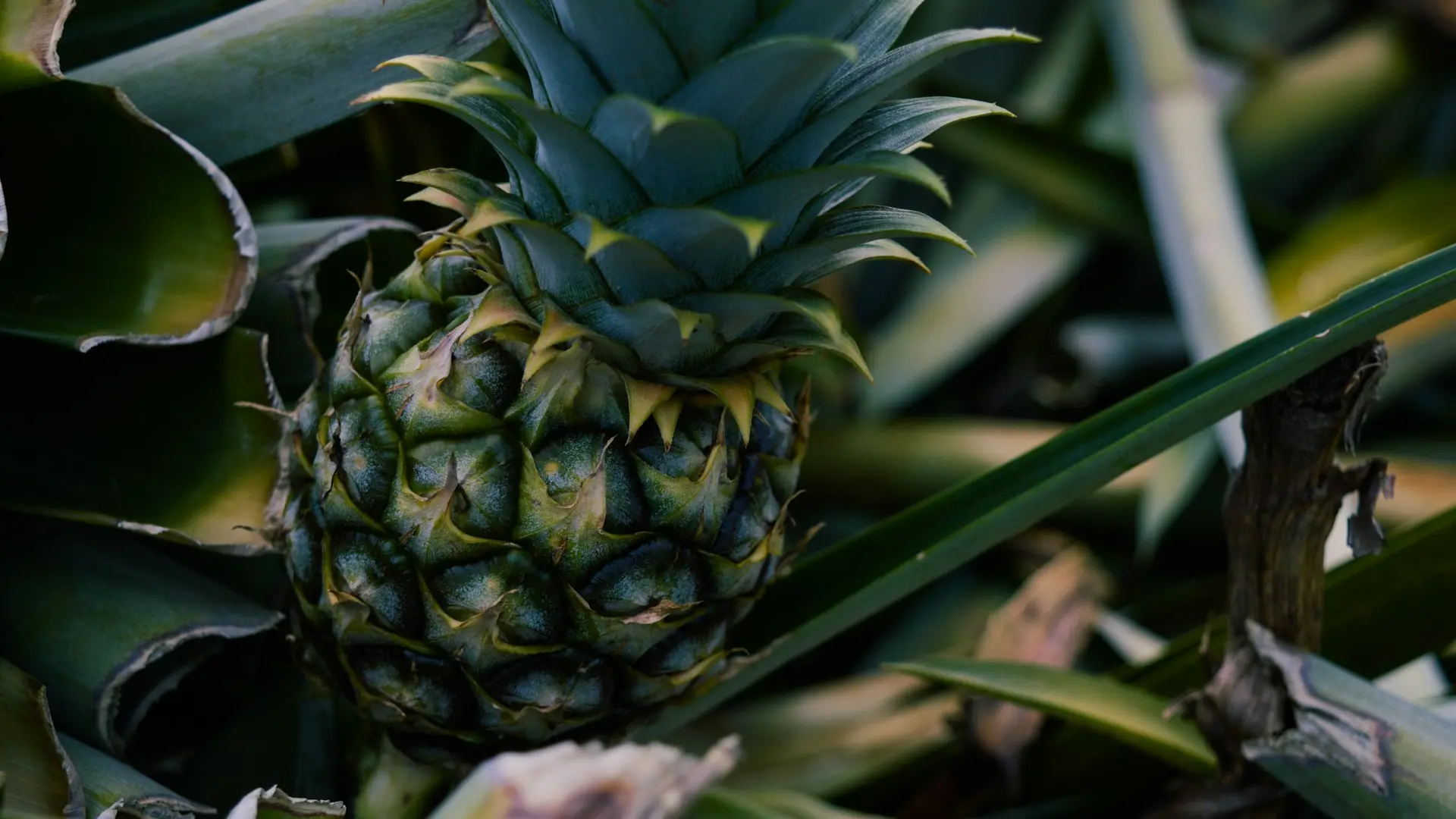green pineapple