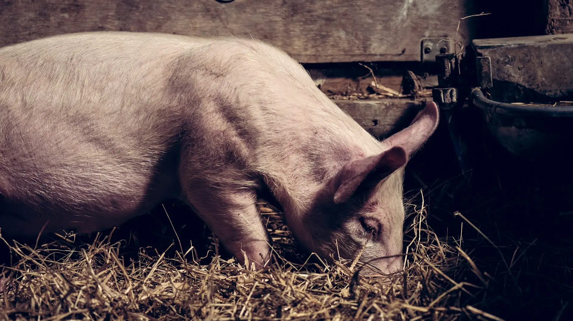 white pig on barn